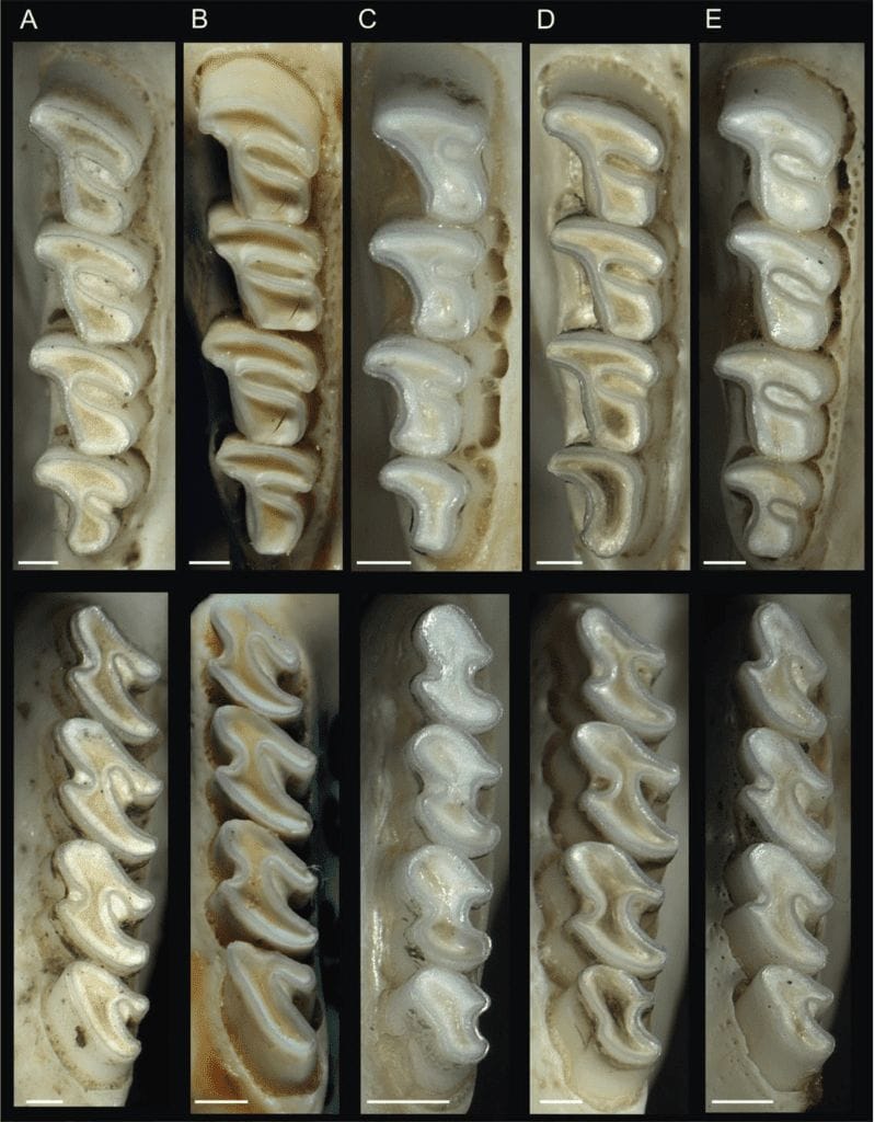 Molar - species of genus octodon