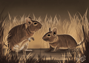 Illustration octodon degus