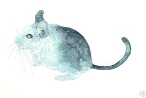 Octodon degus part Anaïs Faë