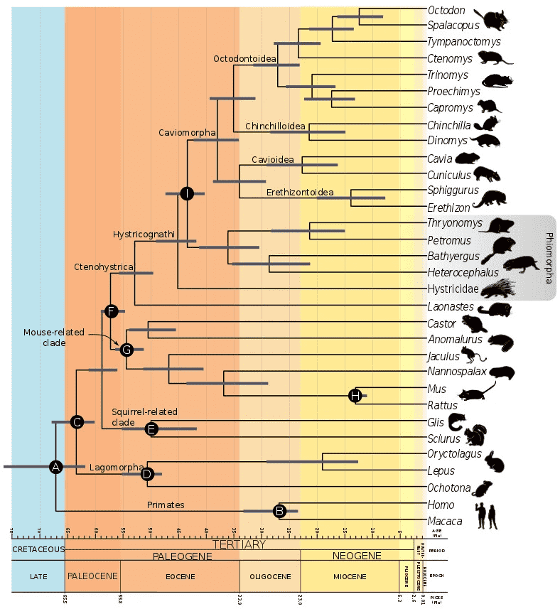 Octodontidae