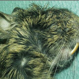 odontome octodon degus