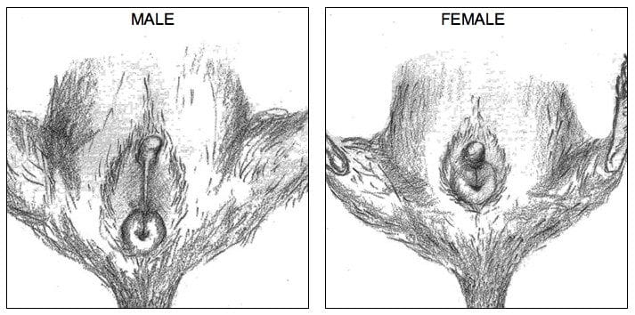 Distinction de sexe entre un octodon mâle et un octodon femelle