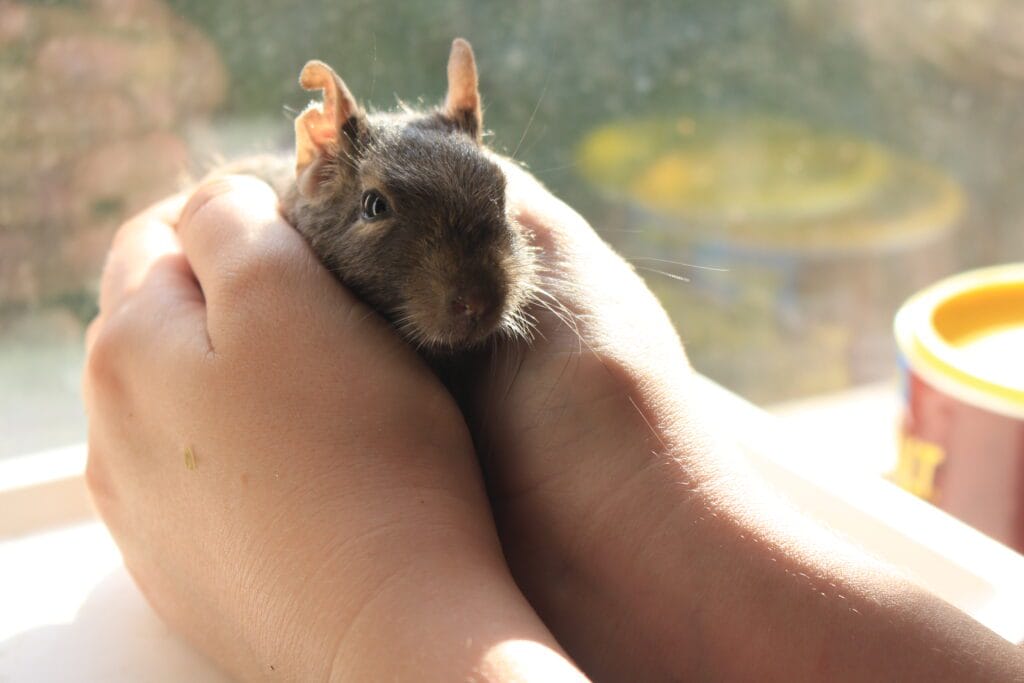 Octodon degus curieux observant son environnement dans sa cage