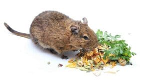 Octodon degus qui mange.