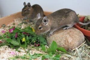 Octodon degus qui mange des plantes