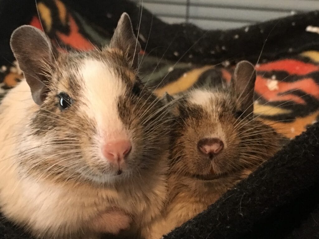 Deux octodons degus panachés agoutis partageant une friandise