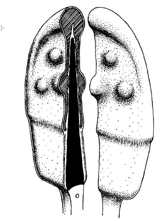 Représentation schématique d’un spermatozoïde d’Octodon degus, mettant en évidence la forme de l’acrosome.