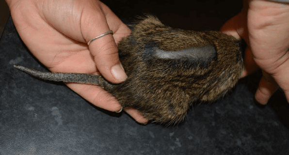 Toilettage excessif d'un Octodon degus sur un congénère