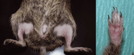 Perte de poils chez l'Octodon degus liée à un problème comportement d'auto-mutilation