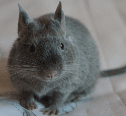 Octodon degus de robe chocolat - Photographies par degu.by