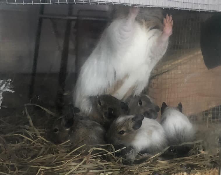 Jeunes Octodons degus de 12 jours en période d’allaitement, montrant la relation mère-petits.
