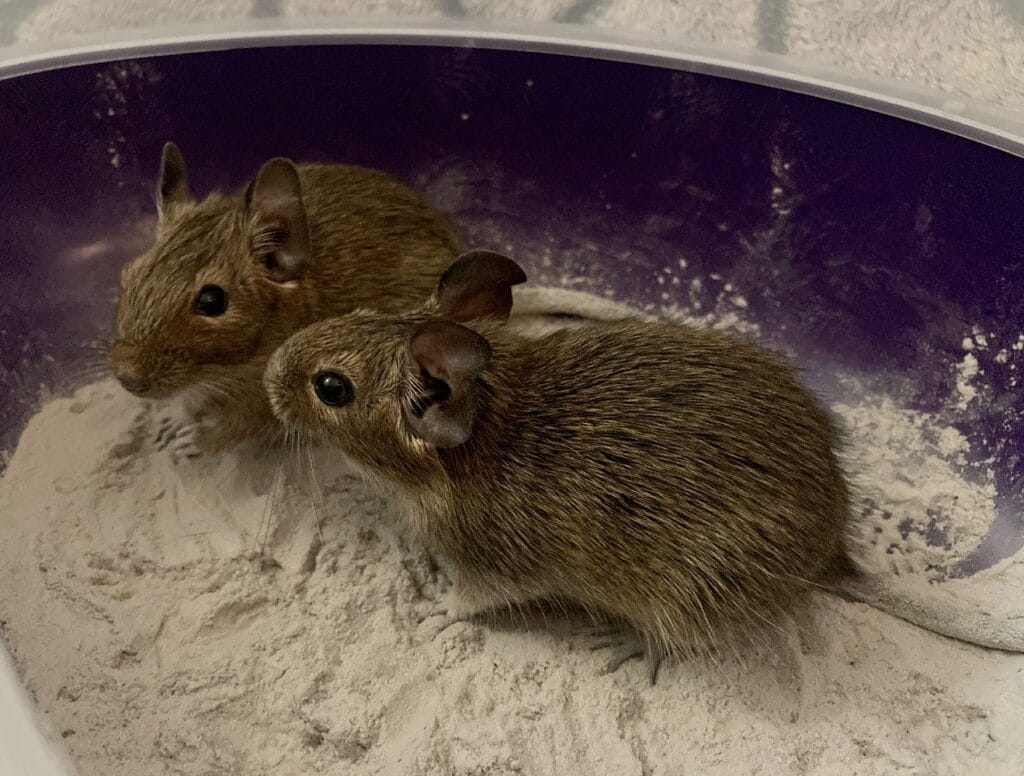 Octodons degus dans un bac de terre à bain - MN Pocket Pet