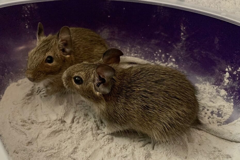 Octodons degus dans un bac de terre à bain - MN Pocket Pet