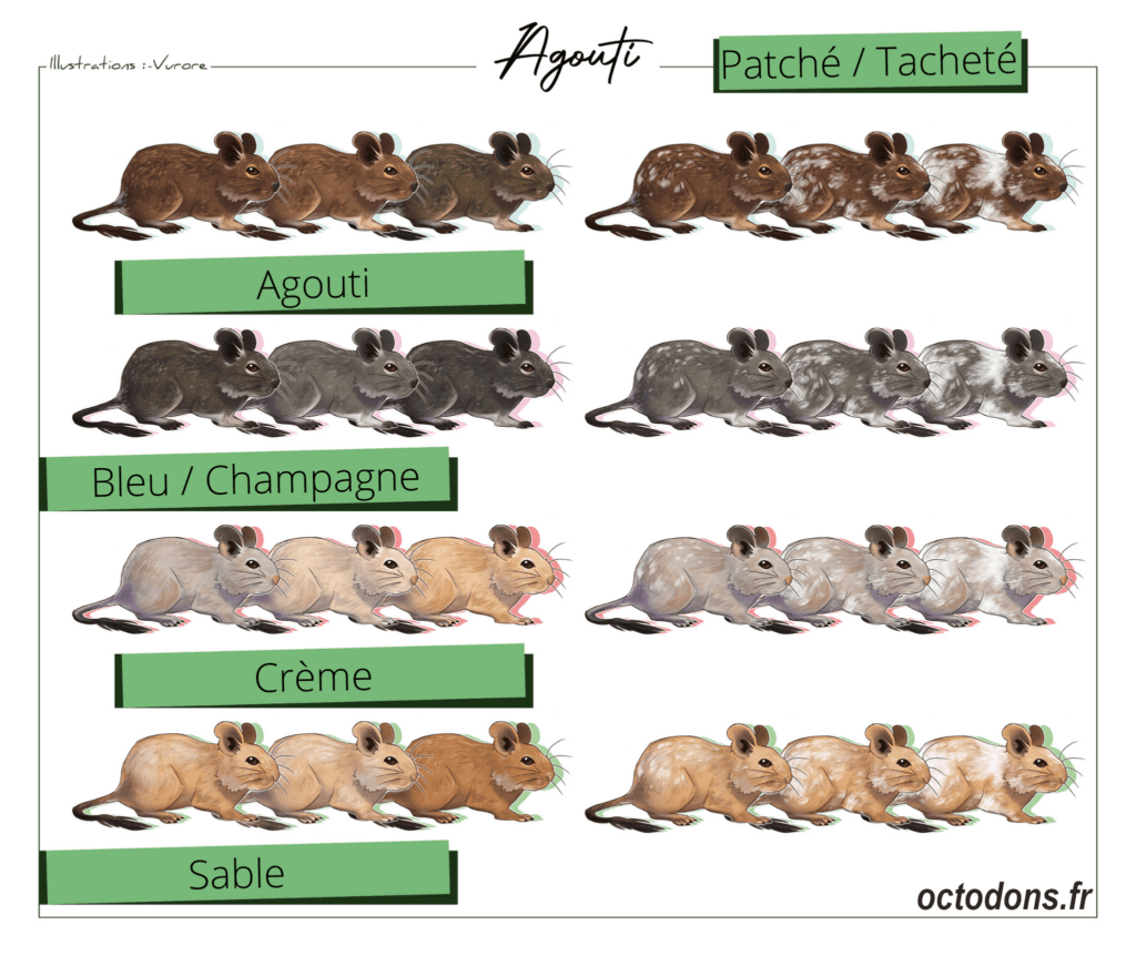 Couleurs des robes d'octodon agouti