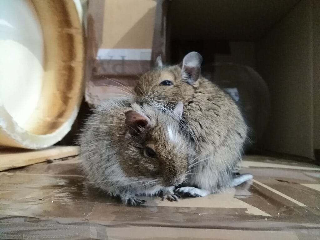 Octodons degus ne respectant pas les geste barrière - Photo par Débo Râ