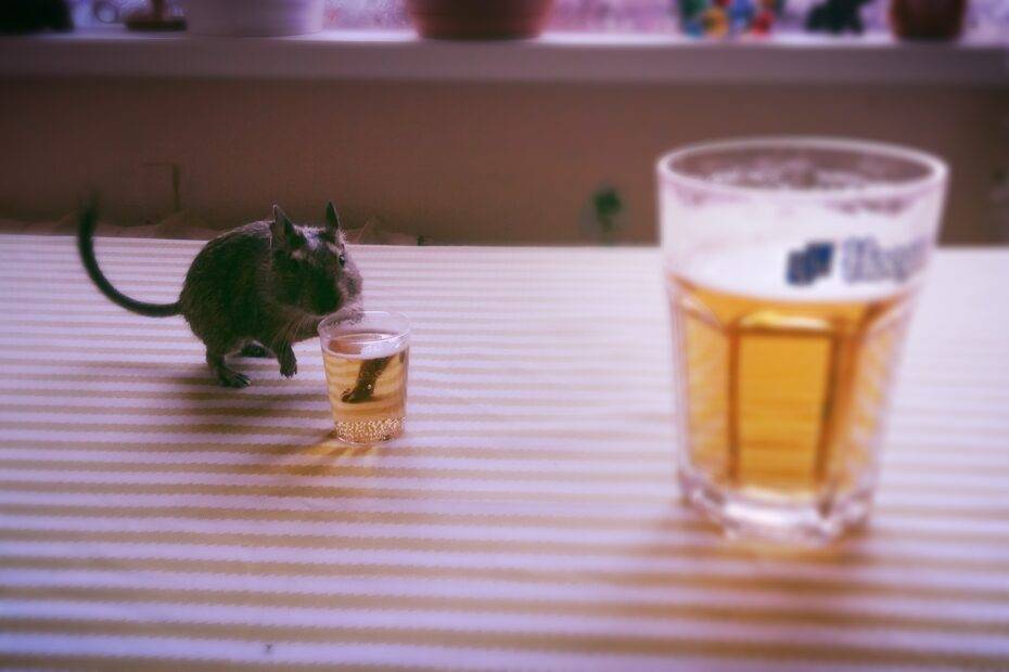 Octodon degus prenant une pause le vendredi - Photo par Jonas Šileika (Ne pas donner d'alcool à vos octodons!)