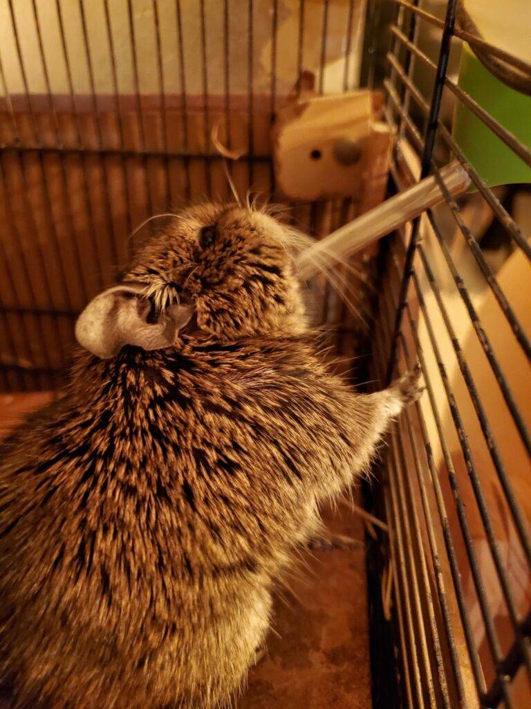 Octodon degus qui boit à un biberon