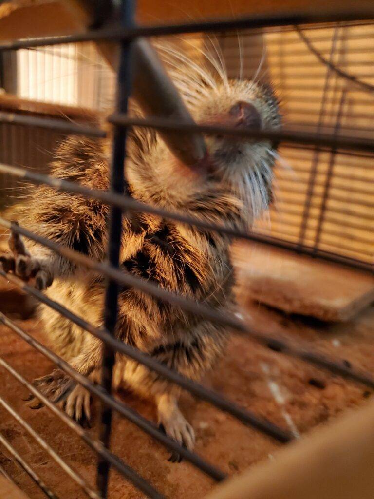 Octodon degus qui boit à un biberon - Photo par Déborah