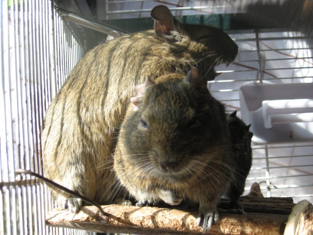 Octodon degus qui monte un congénère pour dormir