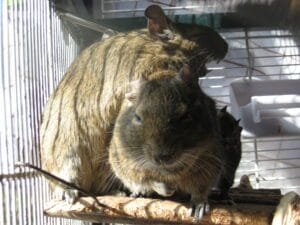 Deux octodons degus dormant ensemble, l’un montant sur l’autre