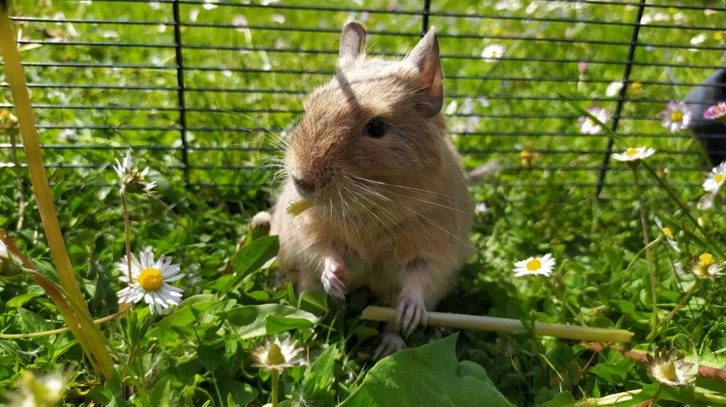 octodon degus enclos