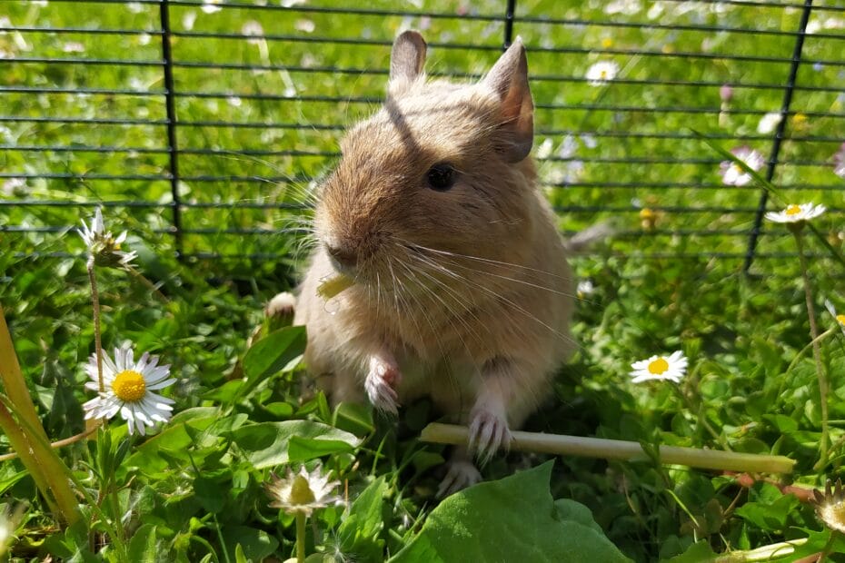 octodon degus enclos