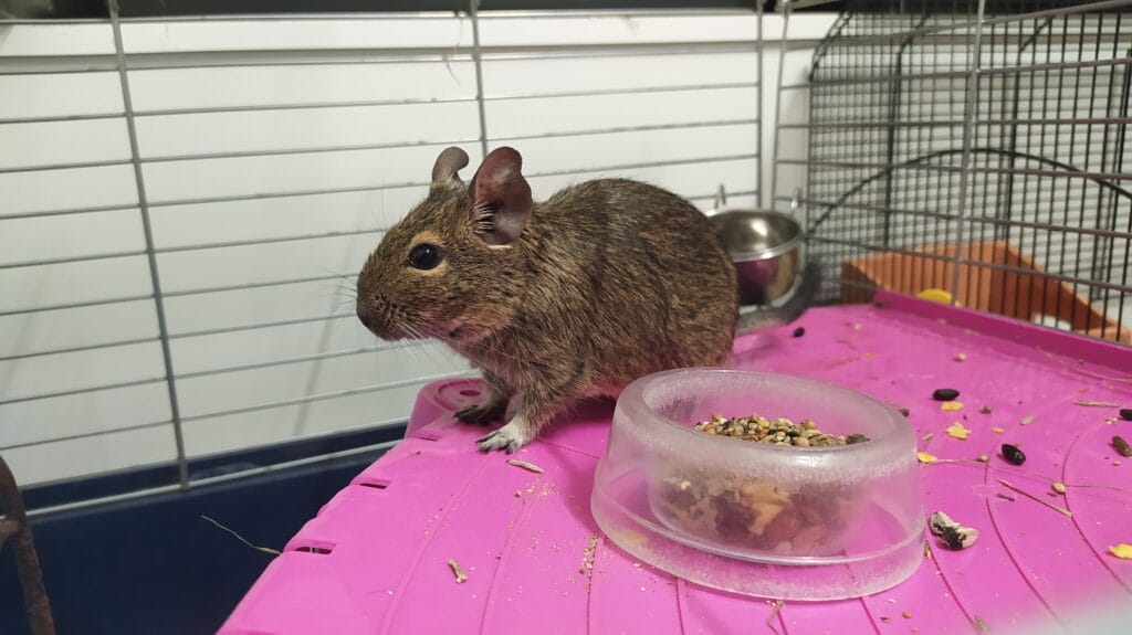 Octodon degus dans son habitat, image illustrant la détention en captivité