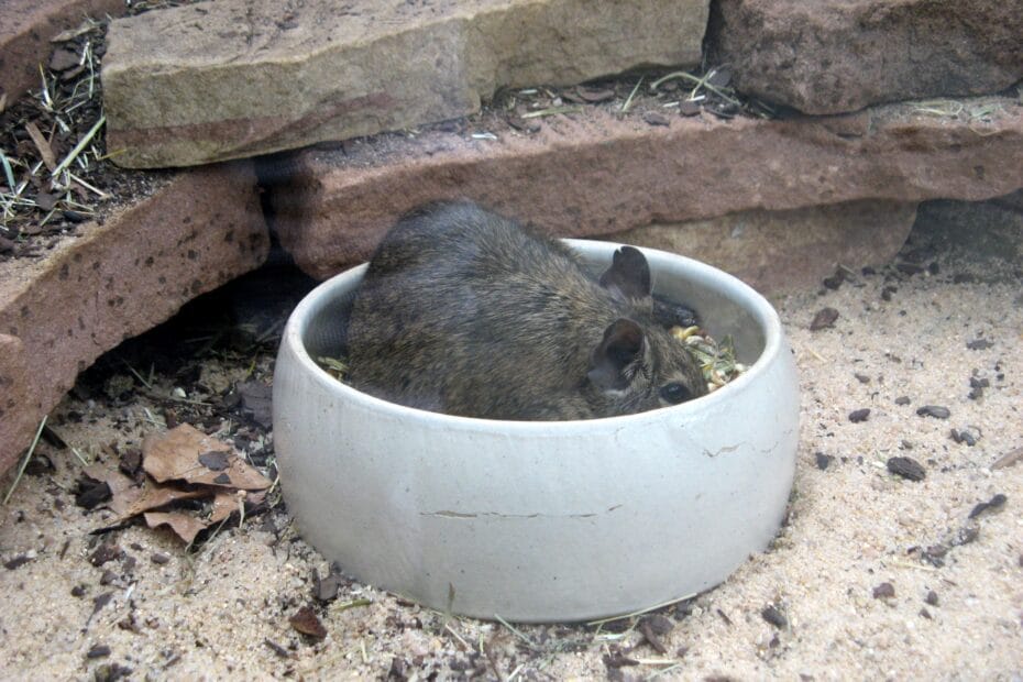 Octodon degus mangeant dans une grande gamelle - Photo par BernieCB