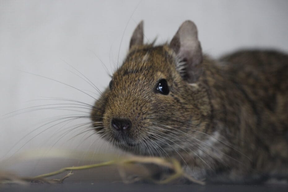 O. degus avec une légère cataracte - Photo par Adrien Chaud