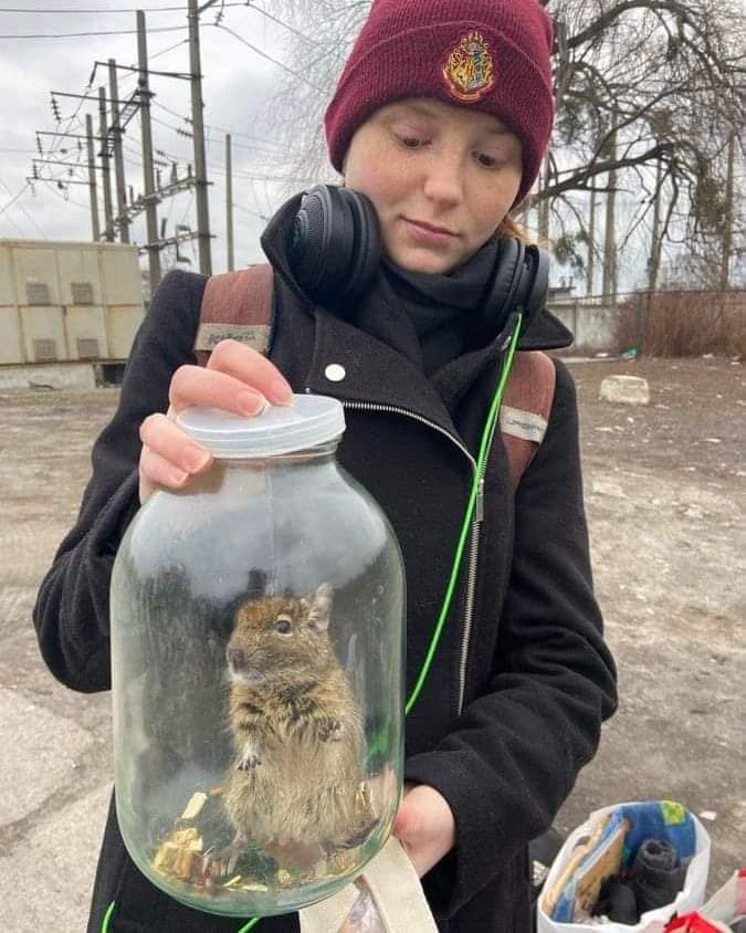 Jeune fille fuyant la guerre en Ukraine tenant un Octodon degus dans ses bras, photographie de Richard Engel