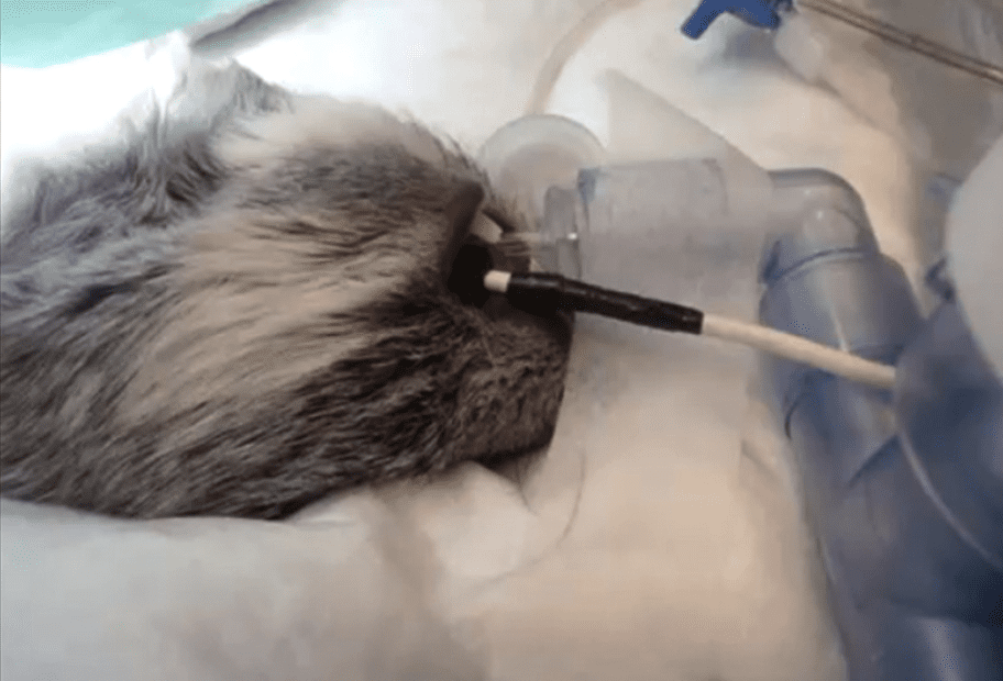 Sonde d'oxymètre de pouls œsophagien utilisée dans la bouche d'un cobaye anesthésié