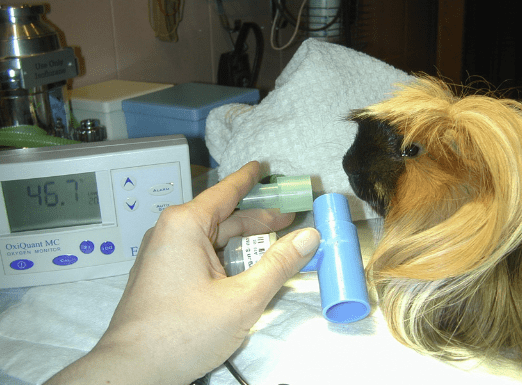 L'apport d'oxygène est un outil thérapeutique important chez les animaux hypoxémiques. La méthode d'apport d'oxygène par flux peut fournir jusqu'à 55 % d'enrichissement en oxygène de l'air ambiant.