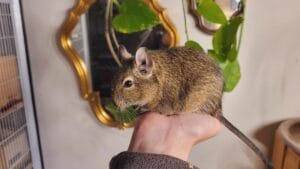 Octodon degus porté