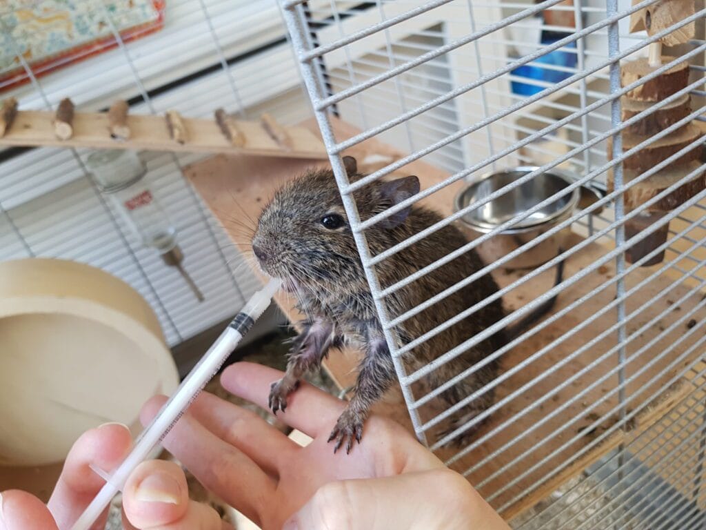 Octodon degus gavé à la pipette