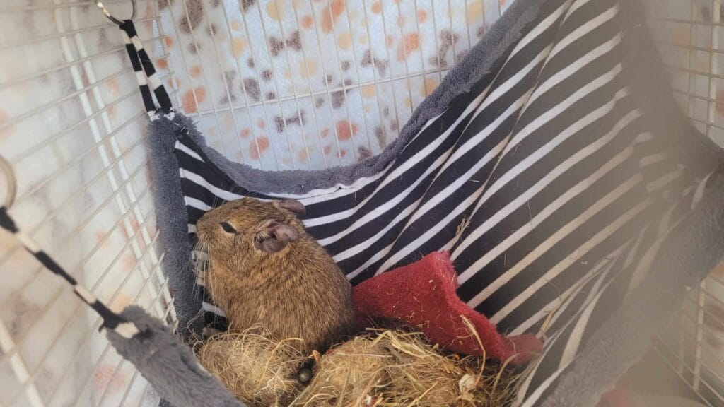Photo de A Propos Octodons - Noisette dans ca cage de transport