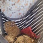 Déménager avec son octodon