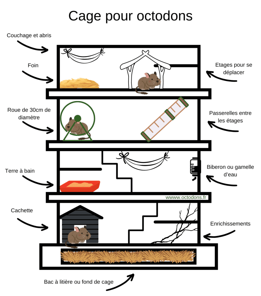Aménagement type d'un cage pour octodon degus avec les accessoires indispensable (roue, foin, cachette, abris, couchage, etc...)