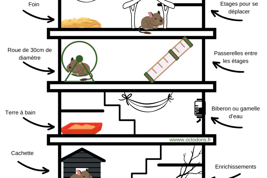 Aménagement type d'un cage pour octodon degus avec les accessoires indispensable (roue, foin, cachette, abris, couchage, etc...)