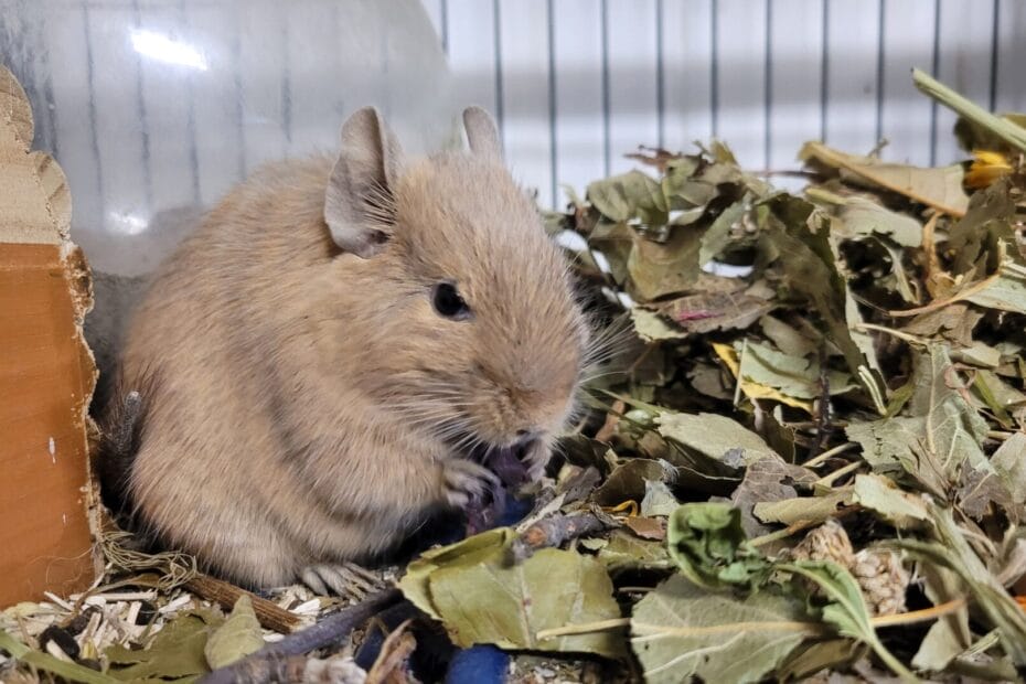 Octodon degus mangeant des plantes