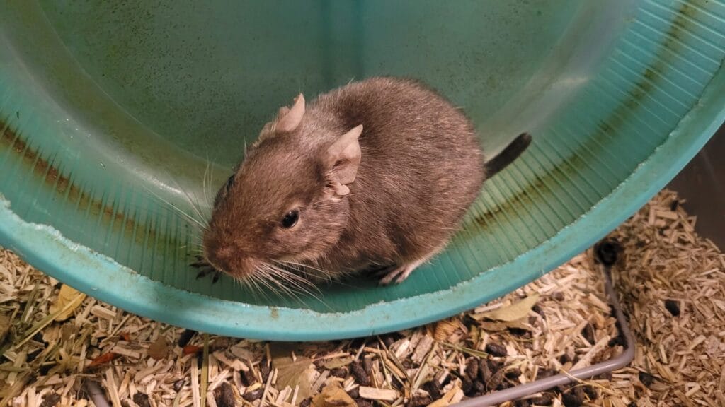 Octodon degus avec la queue amputée