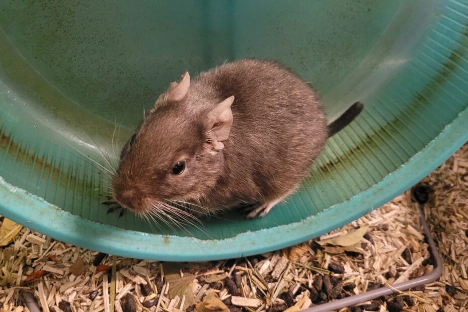 Octodon degus avec la queue amputée