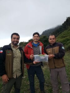 Exemple d'un Octodon pacificus adulte montrant sa taille supérieure à celle des espèces continentales
