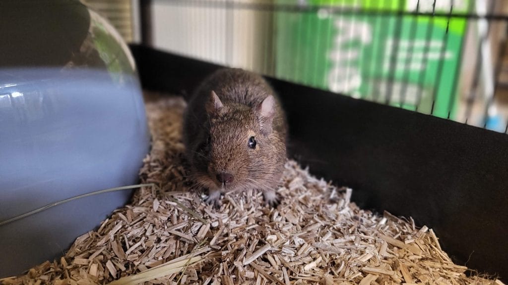 Octodon degus agouti