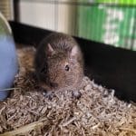 Fiche information – L’Octodon degus ou dègue du Chili