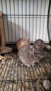 Groupe d'octodons degus en cage