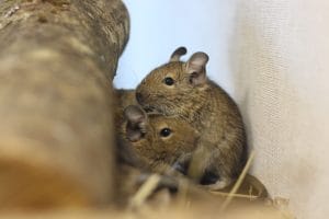 Bébés octodons degus